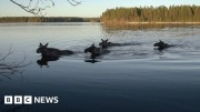 Thumbnail for Wed, 16 Apr 2025 14:59:51 GMT BBC News news item
