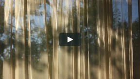 Leaves and Branches Create Shadows on Window Curtains